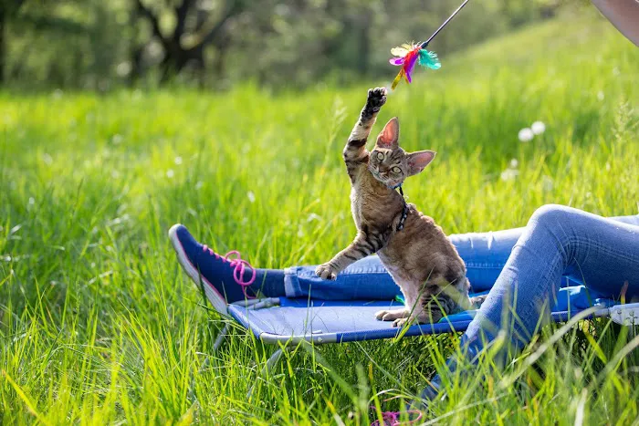 Honest Pet Products Picture 1