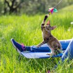 Honest Pet Products