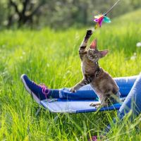 Honest Pet Products ico
