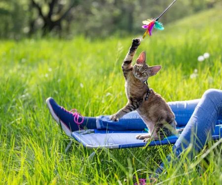 Honest Pet Products