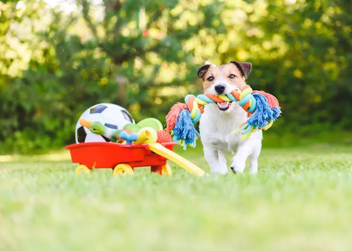 Honest Pet Products Picture 5