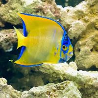 The Fish Guy/Fish Works ico