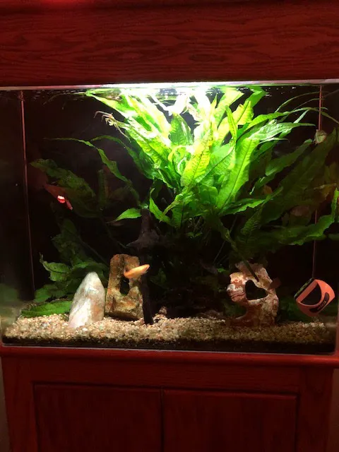 Fish Works Picture 4
