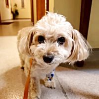 Middletown Veterinary Hospital ico