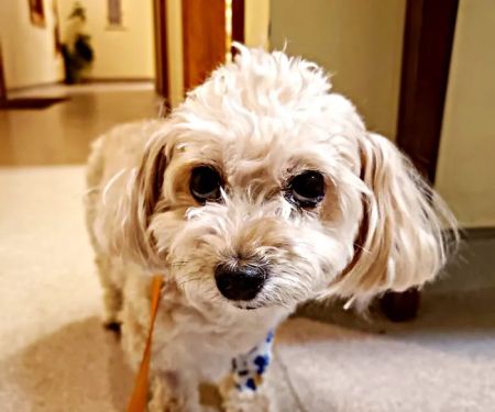 Middletown Veterinary Hospital