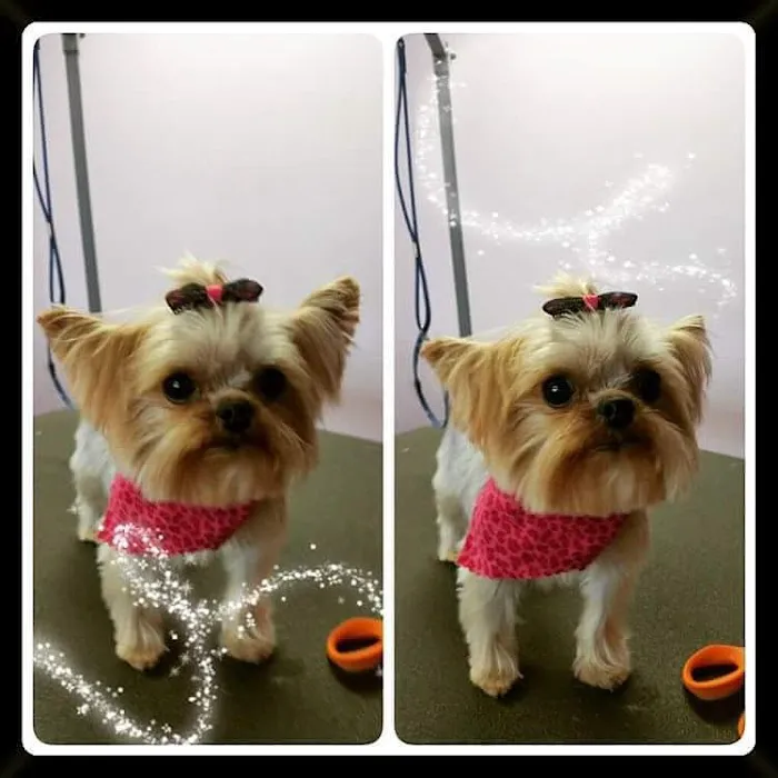 Middletown Veterinary Hospital Picture 7