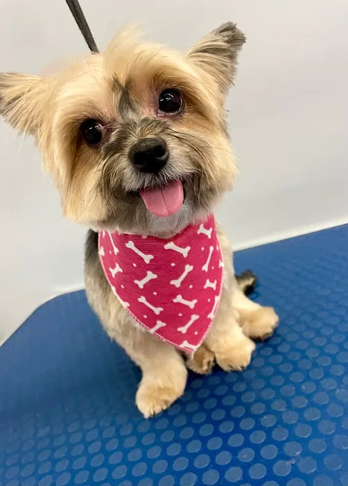 Holly Pet's Picture 3