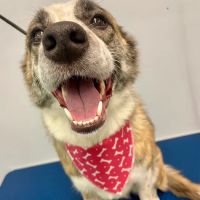 Holly Pet's ico