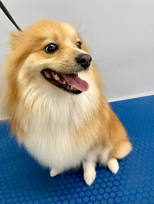 Holly Pet's Picture 4