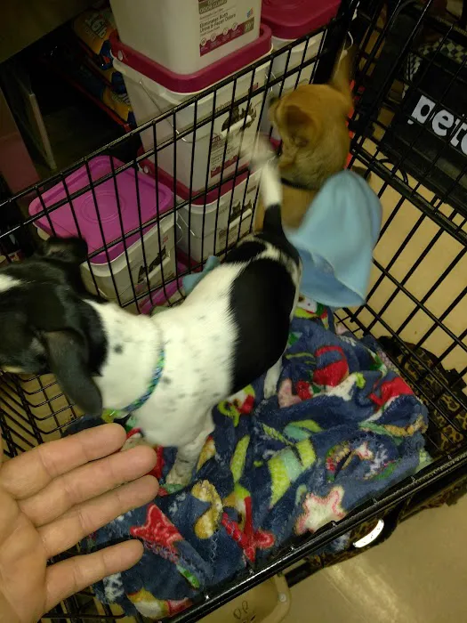 Petco Picture 4