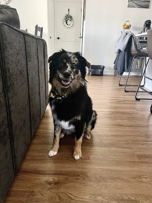 Companion Animal Veterinary Associates, LLC Picture 6