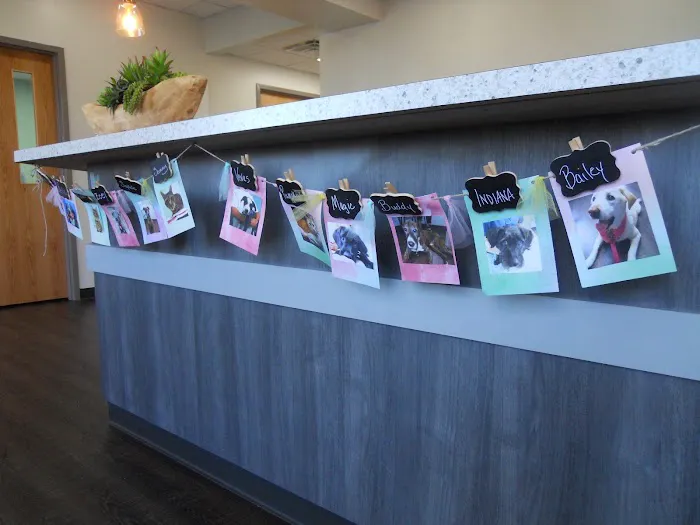 Companion Animal Veterinary Associates, LLC Picture 9