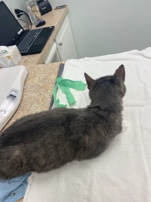 Bay Animal Hospital Picture 4