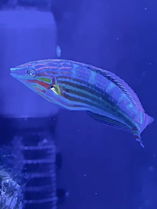 All Things Aquatic LLC Picture 3