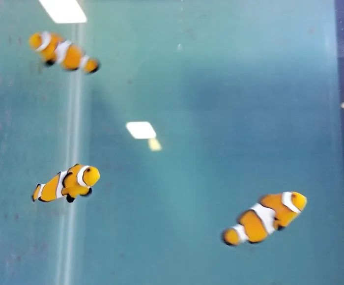 All Things Aquatic LLC Picture 8