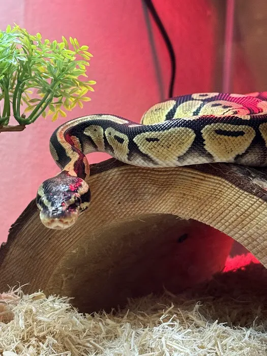 Bird & Reptile Connection Picture 7
