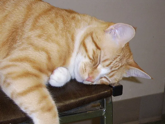 Peaceable Kingdom Animal Hospital Picture 2