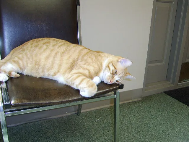 Peaceable Kingdom Animal Hospital Picture 1