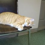 Peaceable Kingdom Animal Hospital