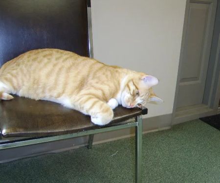 Peaceable Kingdom Animal Hospital