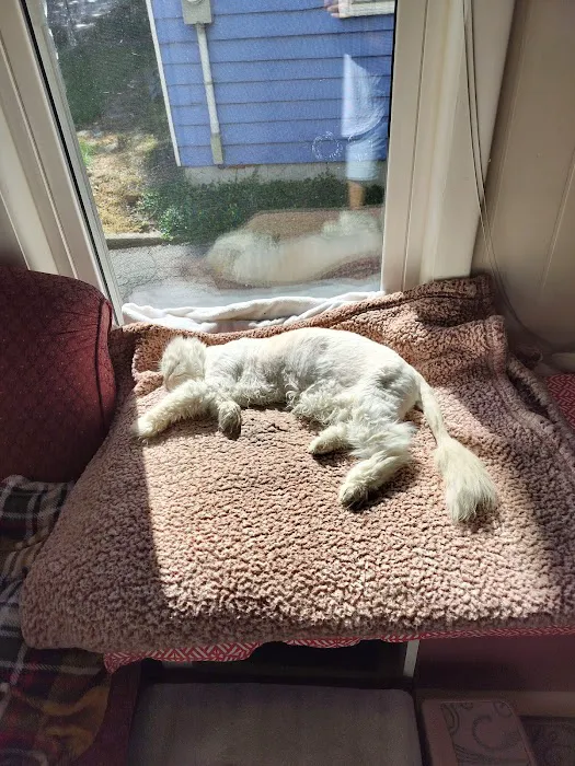 Peaceable Kingdom Animal Hospital Picture 5