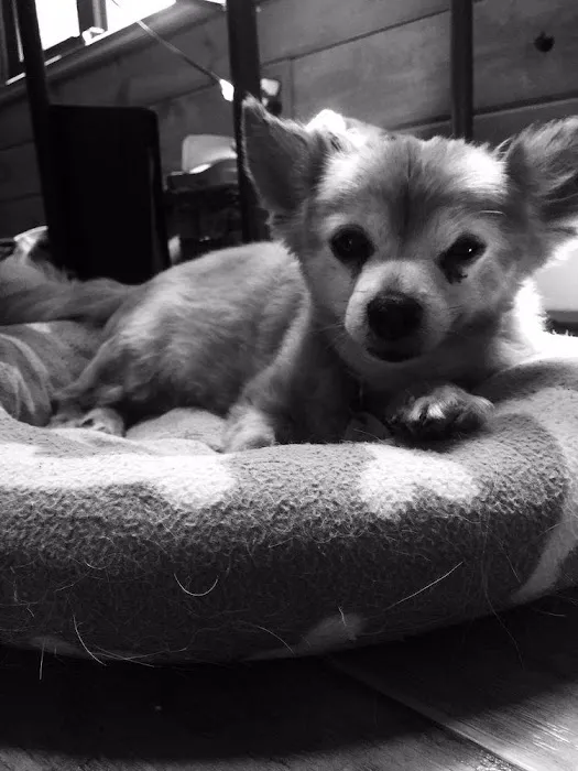 Peaceable Kingdom Animal Hospital Picture 9