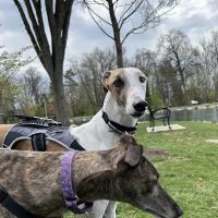 Warwick Run Animal Clinic ico