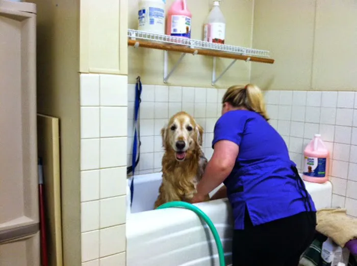 VCA Sinking Spring Animal Hospital Picture 1