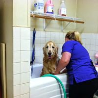 VCA Sinking Spring Animal Hospital ico