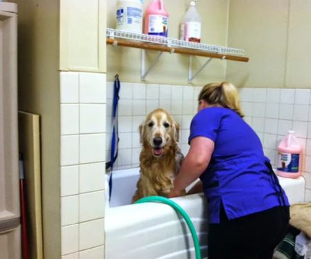 VCA Sinking Spring Animal Hospital