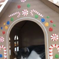 Pet World ico