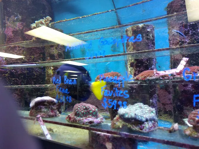 Tropic Isle Aquarium Picture 3