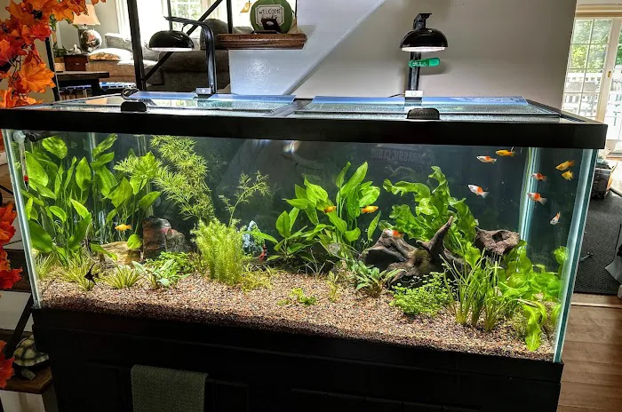 Tropic Isle Aquarium Picture 5