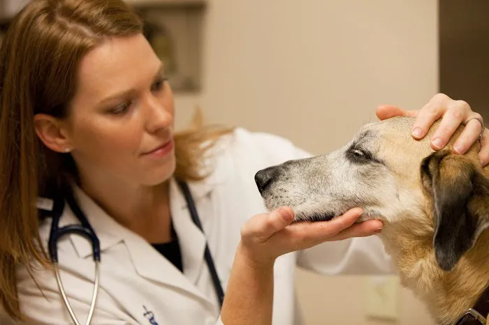 Neffsville Veterinary Clinic Picture 6