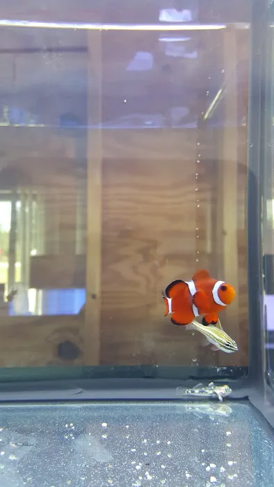 Blue Light Aquatics Picture 1