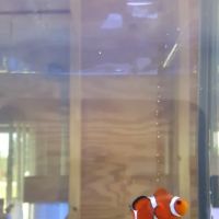 Blue Light Aquatics ico