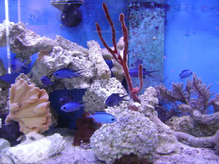 Blue Light Aquatics Picture 3