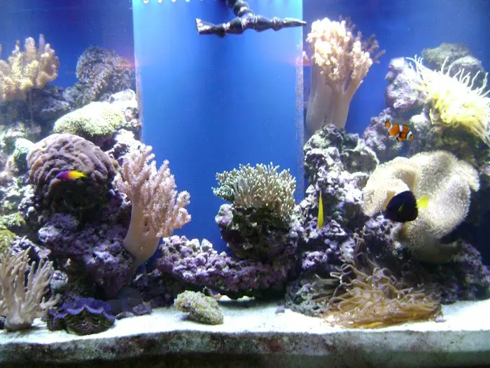 Blue Light Aquatics Picture 5