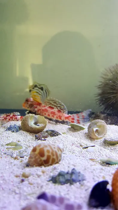 Blue Light Aquatics Picture 6