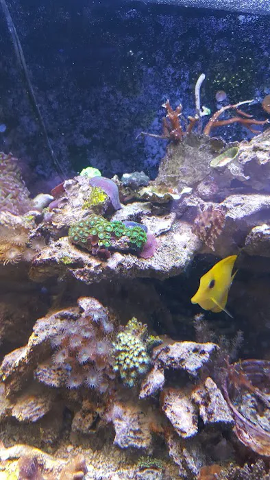 Blue Light Aquatics Picture 2