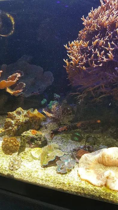 Blue Light Aquatics Picture 9