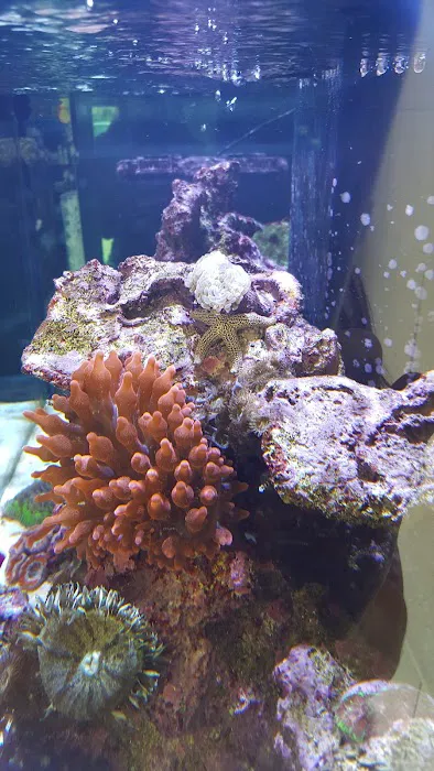 Blue Light Aquatics Picture 7
