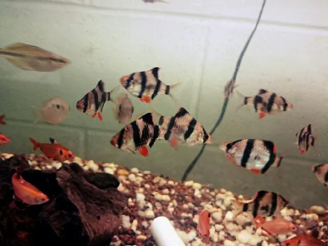 Blue Light Aquatics Picture 10