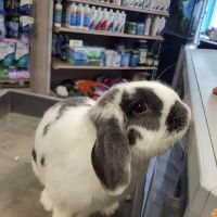 Fish Nook Pet Center ico