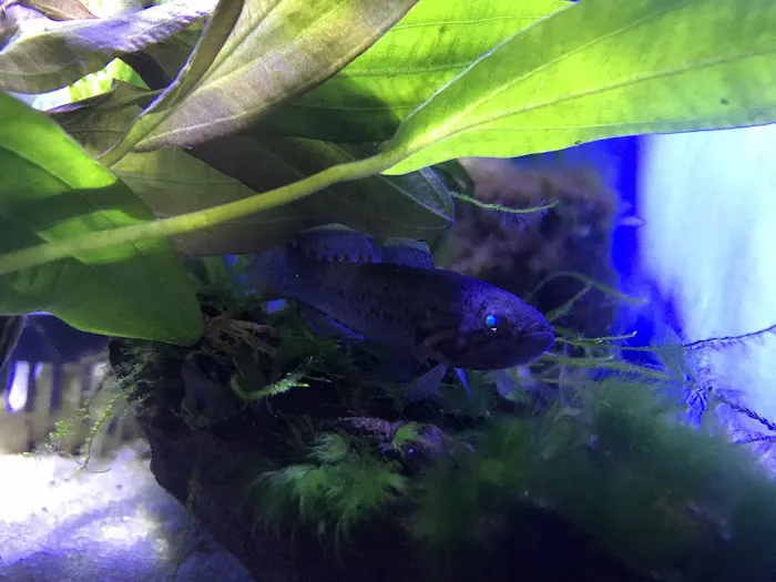 Fish Nook Pet Center Picture 7