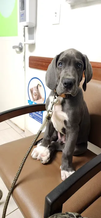 VCA Bridgeport Animal Hospital Picture 1