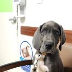VCA Bridgeport Animal Hospital