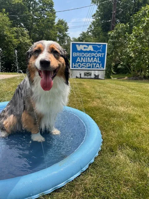 VCA Bridgeport Animal Hospital Picture 5
