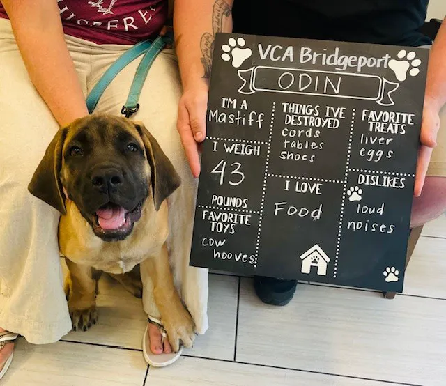 VCA Bridgeport Animal Hospital Picture 8