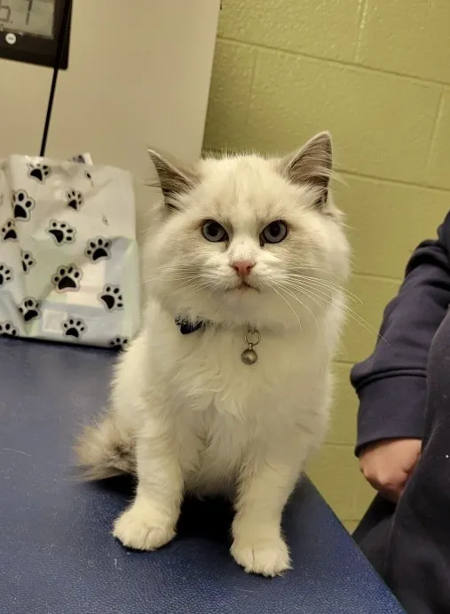 VCA Bridgeport Animal Hospital Picture 9